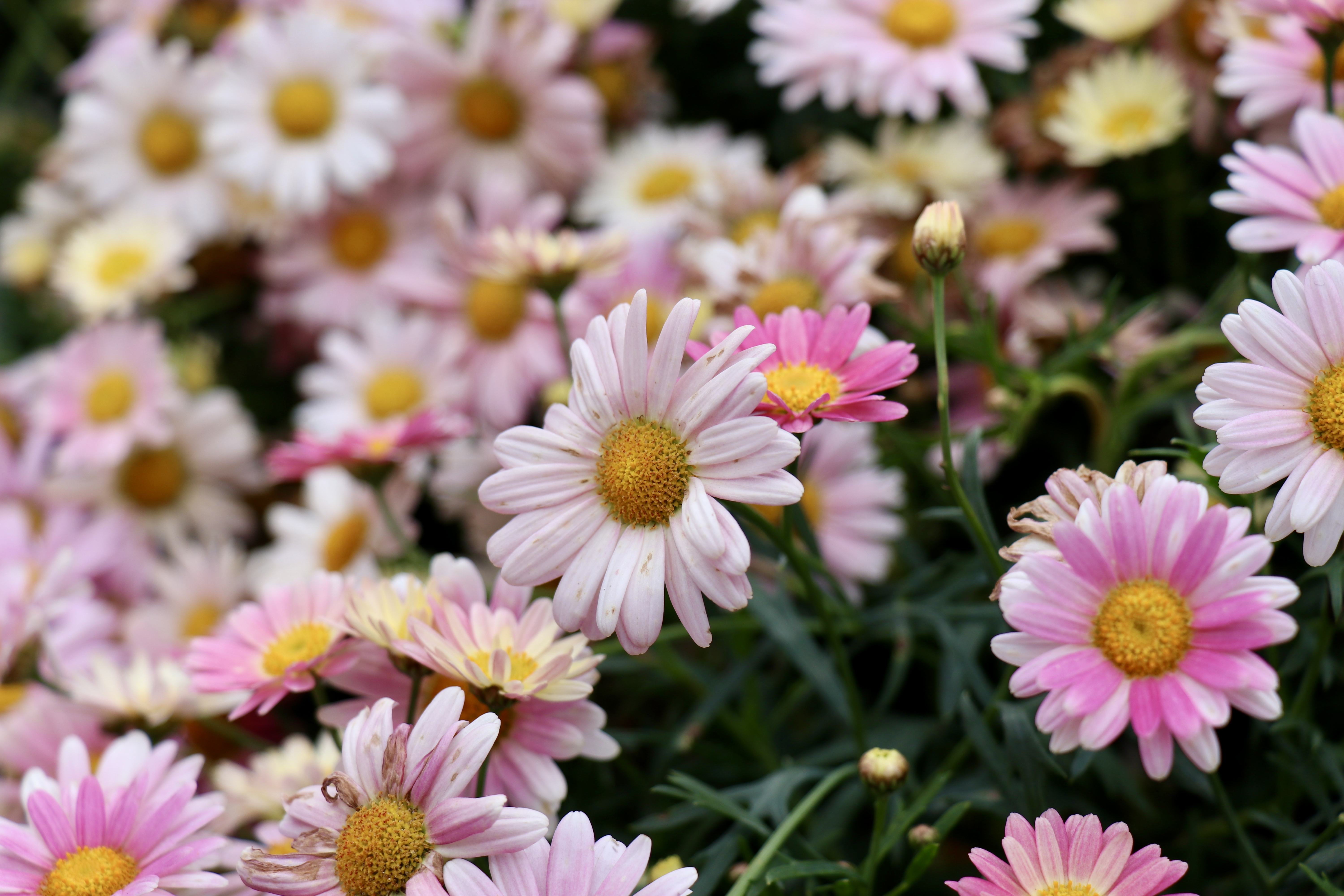 Hong Kong Flower Show 2025