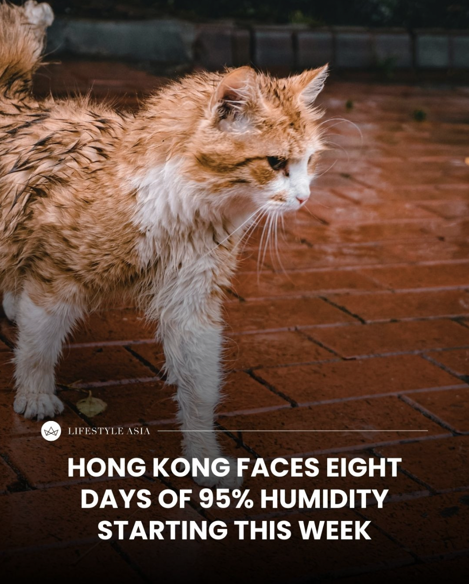 Hong Kong's damp season returns — humidity levels could soar to 95% for eight straight days.