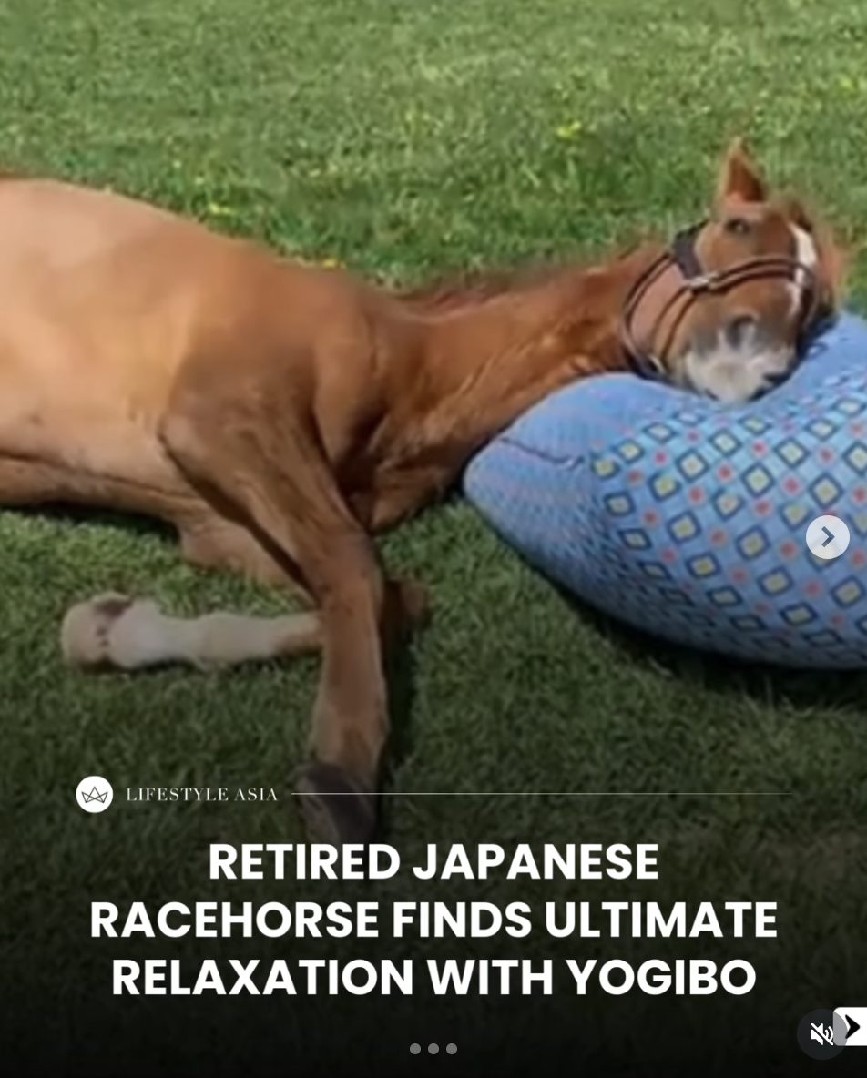 Retired racehorse Admire Japan relaxing on a giant Yogibo cushion — the best way to celebrate the Year of the Horse.