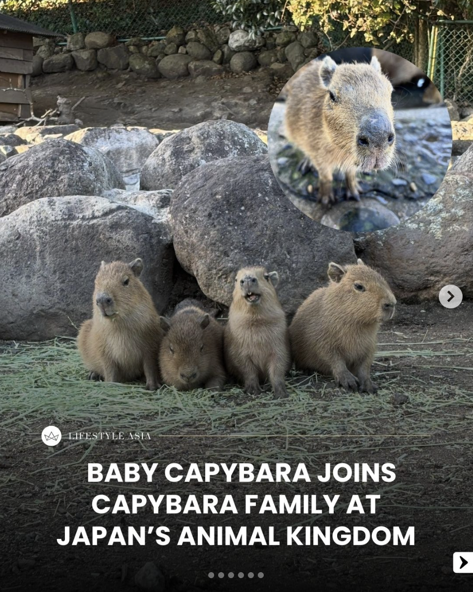 A baby capybara was born at Izu Animal Kingdom in Japan — fans are melting over its fluffy fur and sleepy vibes.