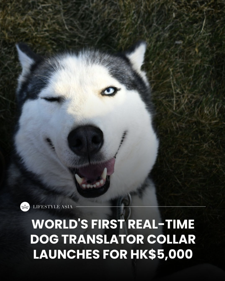 US tech startup Traini unveils PEBI, the world's first smart collar that translates human speech into dog language.