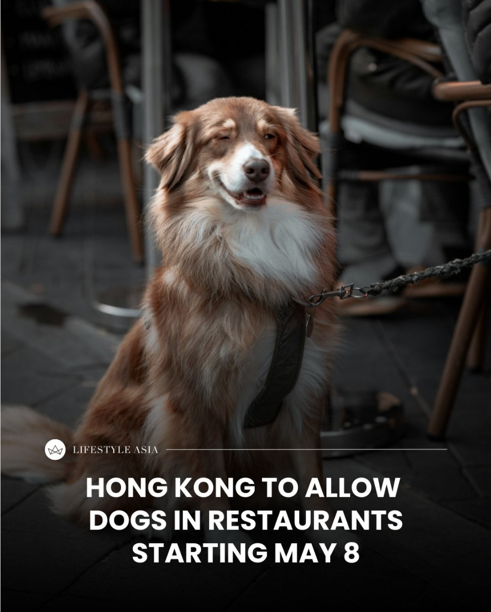 Hong Kong embraces pet-friendly dining — new rules expected to take effect on May 8, 2026.